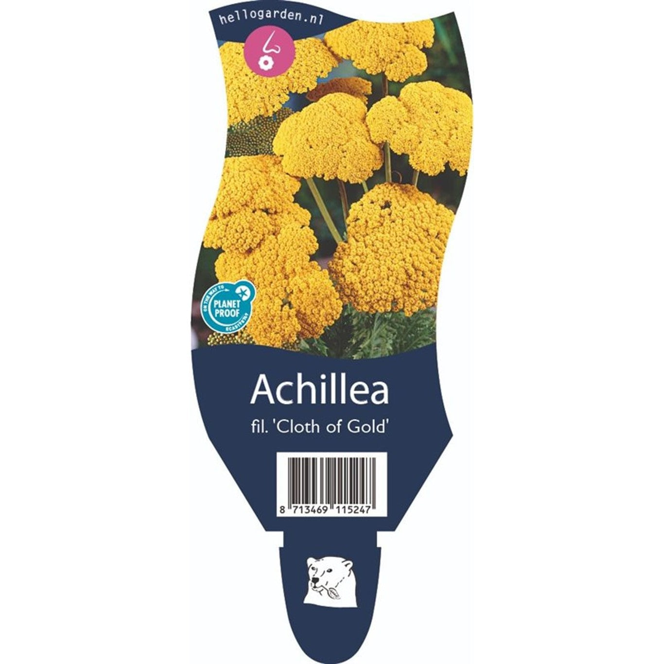 Röllika – Achillea fil. 'Cloth of Gold' - P11